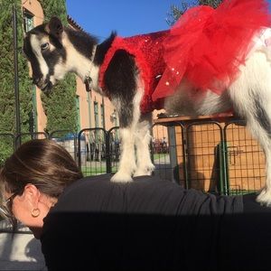 Yoga Top🧘‍♀️ 🐐🐐🧘‍♀️